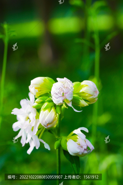 玉簪花