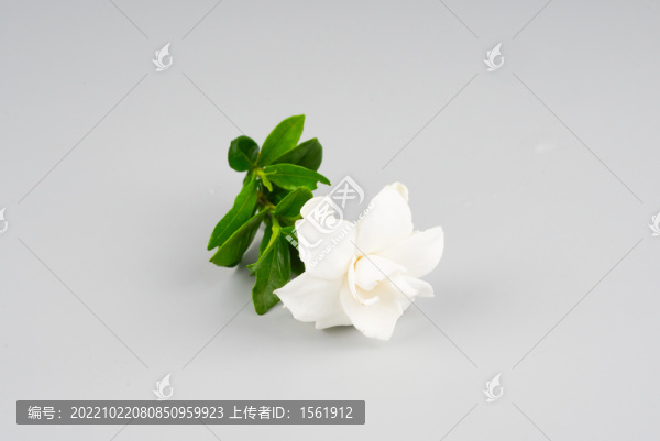 梔子花