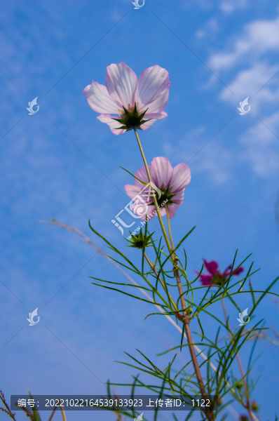 格?；? title=