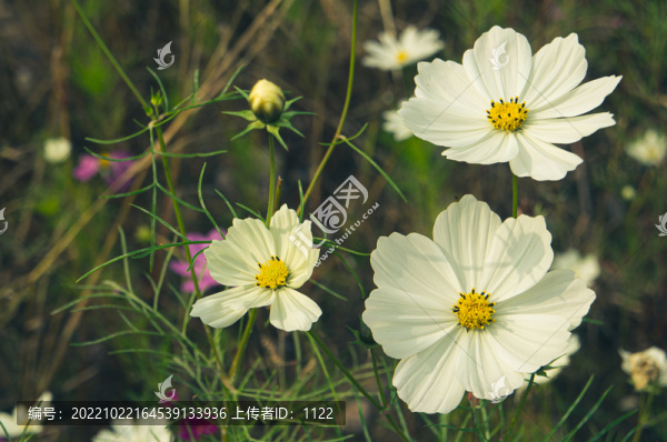 格?；? title=