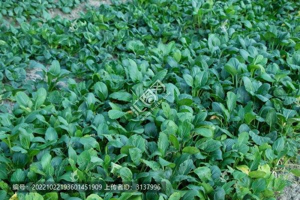 農(nóng)村菜園