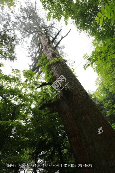 天目山參天大樹(shù)