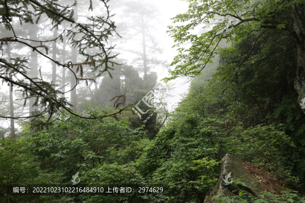 天目山森林