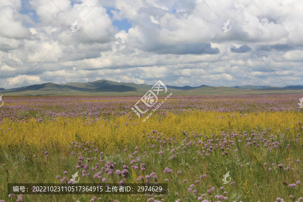 草原花海