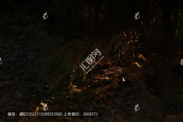 光