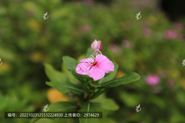 野花