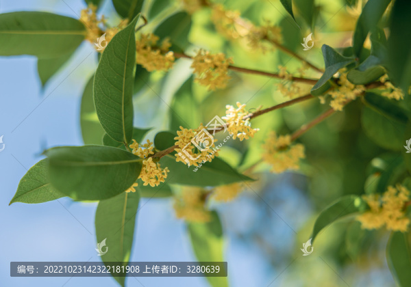 桂花