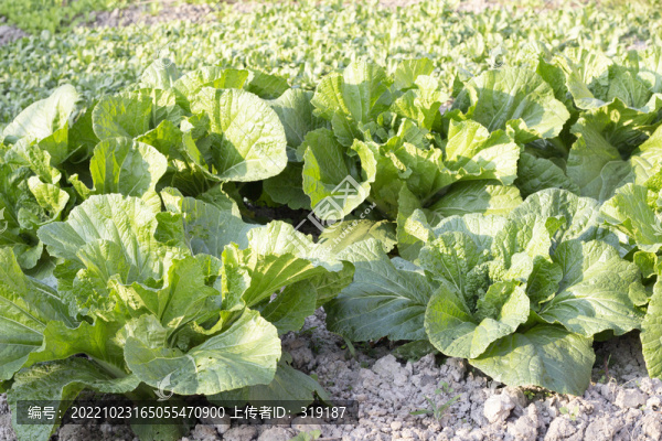 菜地蔬菜