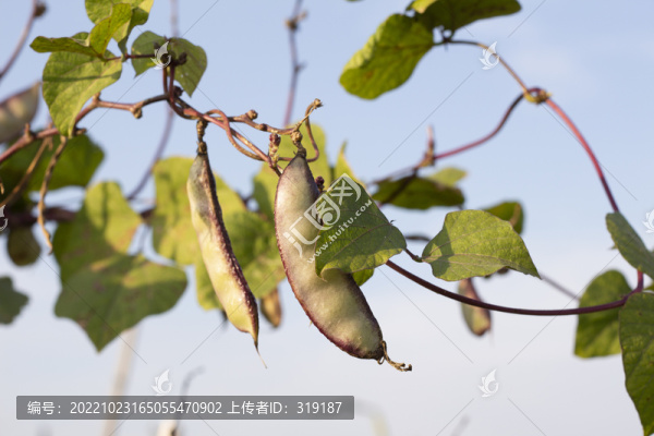豆莢