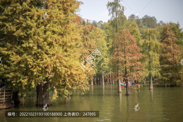 青山湖水上森林