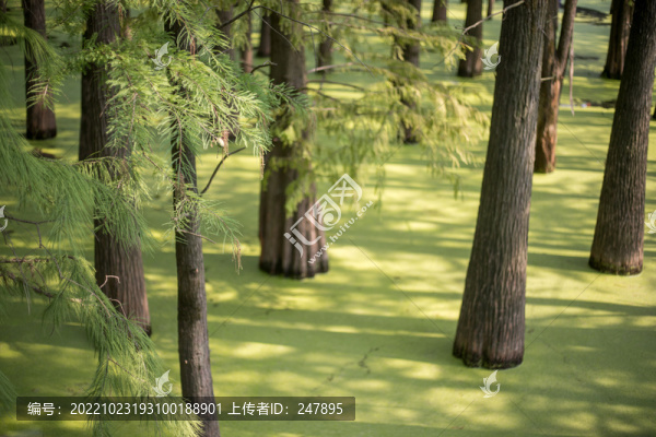 青山湖水上森林
