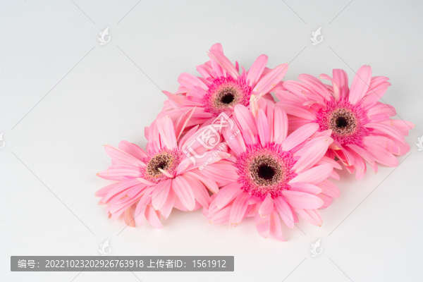 弗朗菊花唯美鮮花文藝花卉