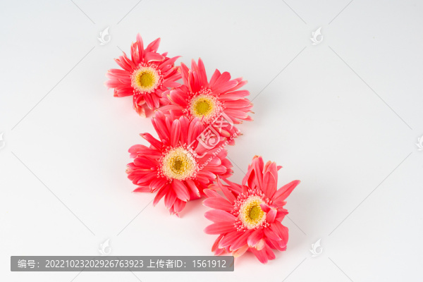 弗朗菊花唯美鮮花文藝花卉