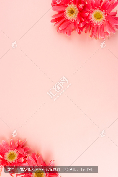 弗朗菊花唯美鮮花文藝花卉