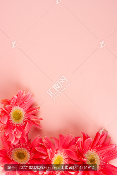 弗朗菊花唯美鮮花文藝花卉