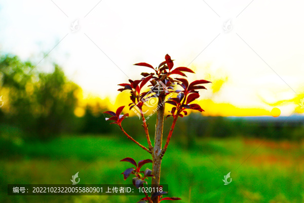 吊鐘花