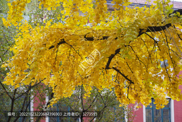 銀杳樹枝