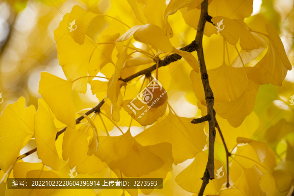 一個(gè)銀杏果