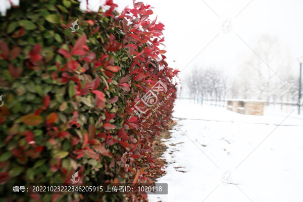 紅葉石楠