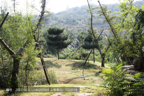 山頂綠植
