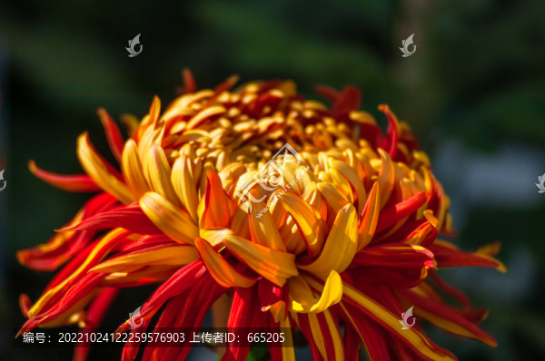 菊花