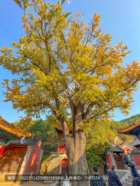 航拍濟(jì)南淌豆寺銀杏