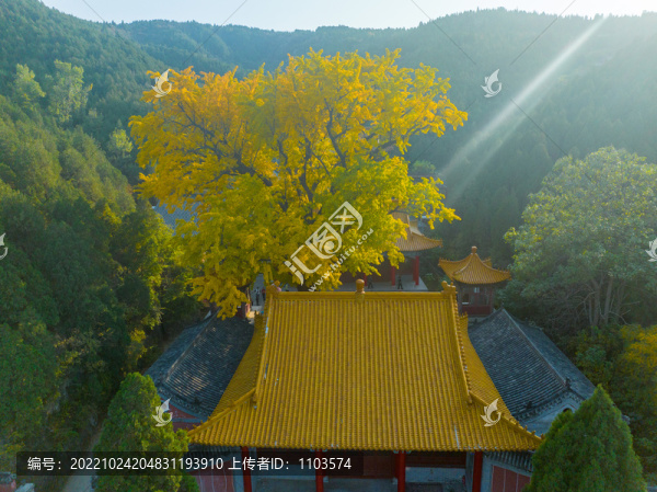 航拍濟(jì)南淌豆寺銀杏