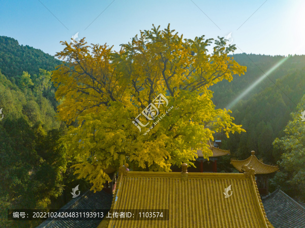 航拍濟(jì)南淌豆寺銀杏