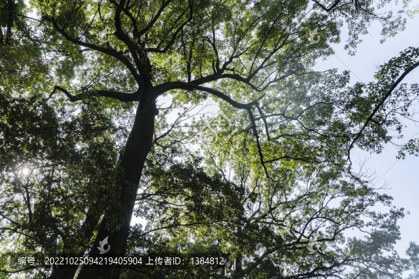 香樟樹古樹素材