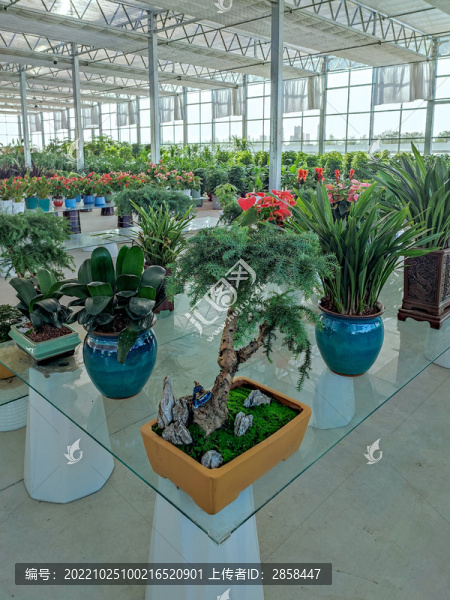 花卉市場