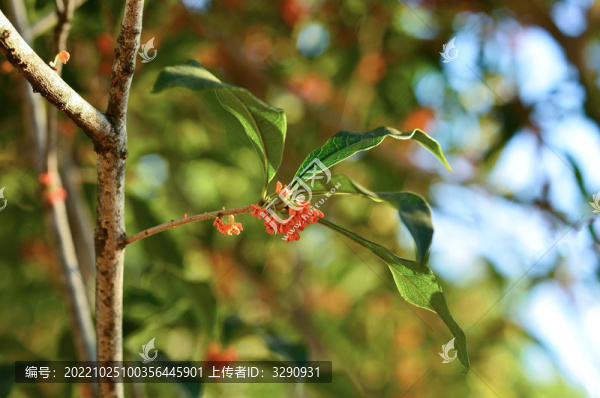 丹桂桂花特寫