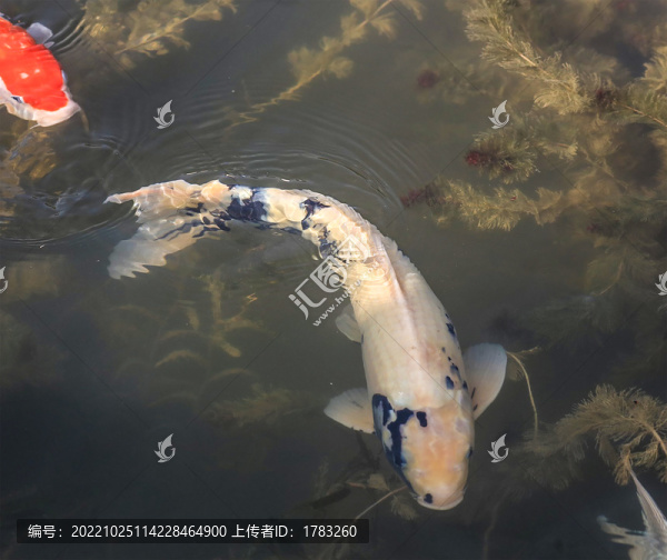 錦鯉