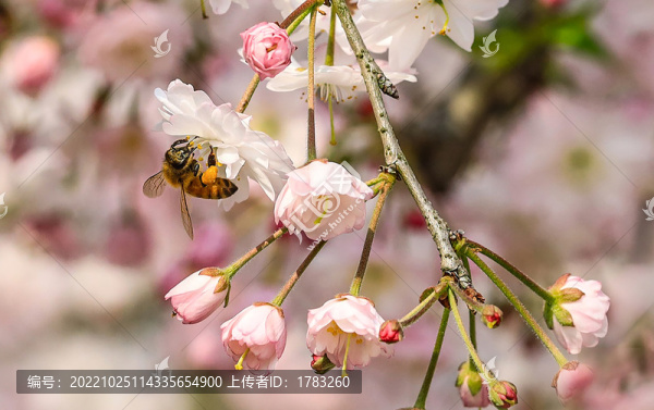 海棠花
