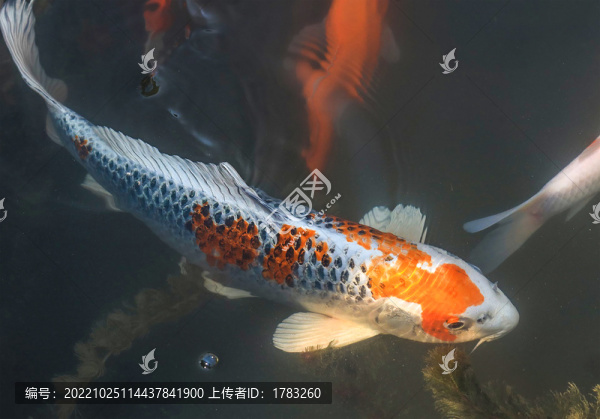 錦鯉