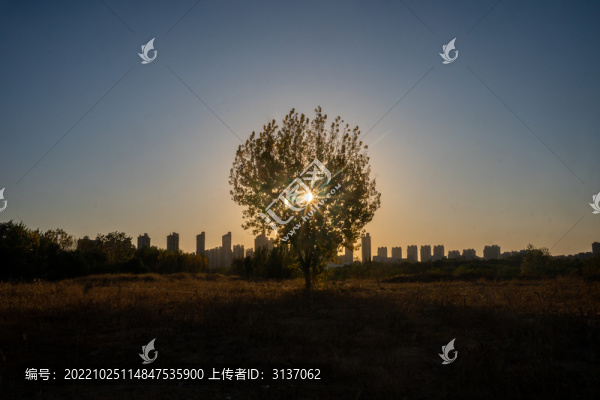 夕陽下孤獨的樹素材背景