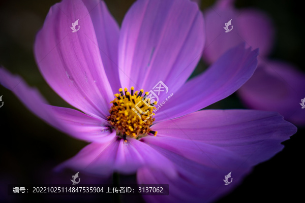 秋英紫色菊花
