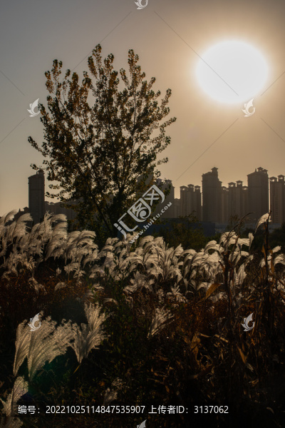 夕陽湖邊蘆葦背景素材