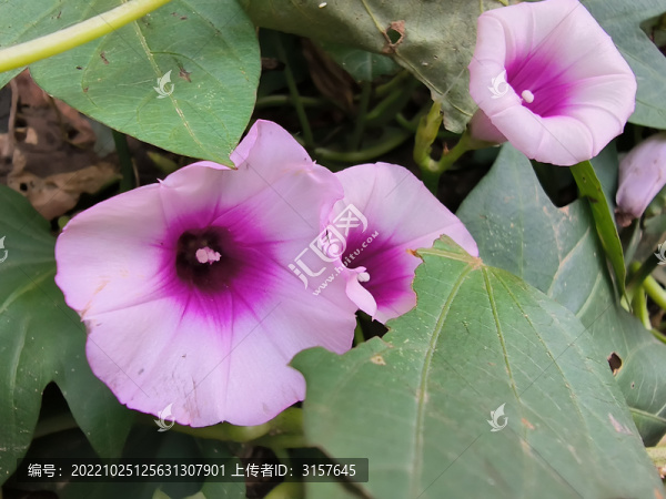 紫薯花紫色