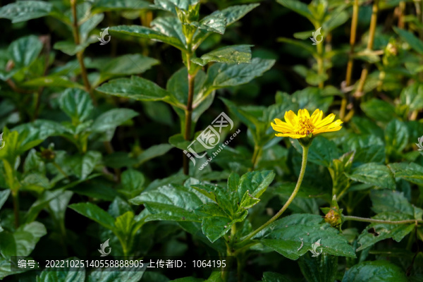 綠草叢中的小黃花