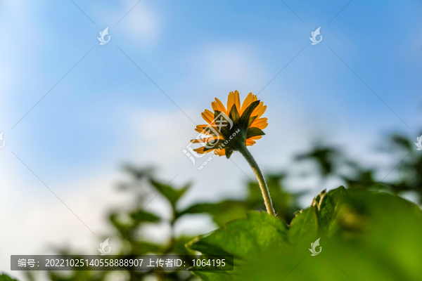 仰拍小黃花