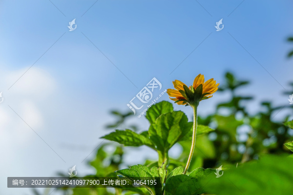 綠葉黃花