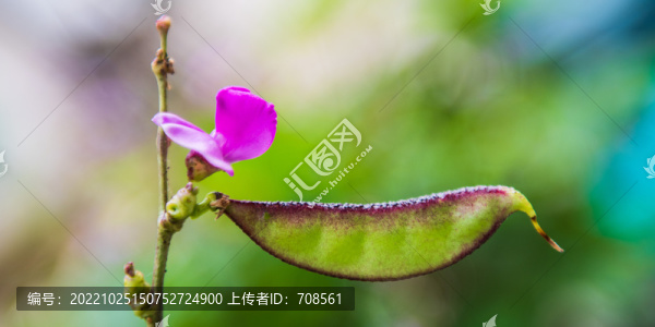 扁豆和花