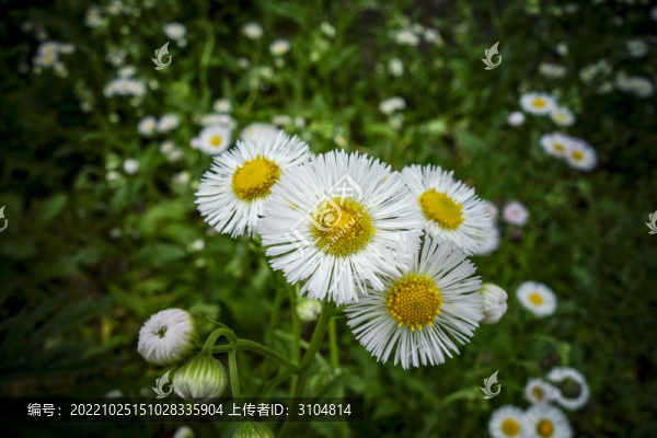 母菊洋甘菊