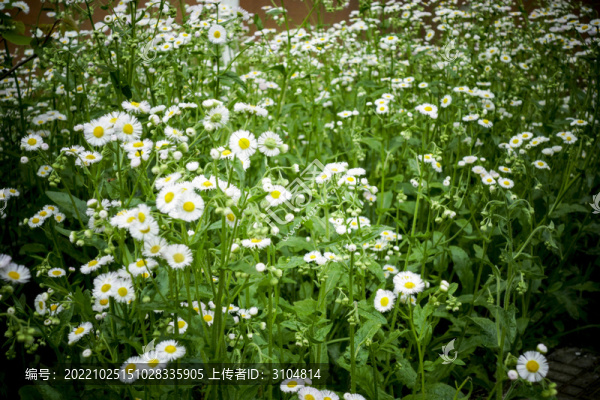 母菊洋甘菊