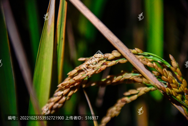 稻穗