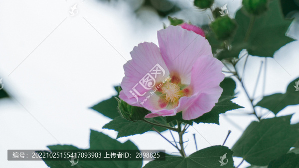 粉色的木芙蓉