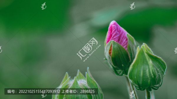 粉色的木芙蓉