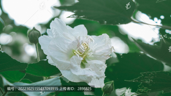 白色的木芙蓉