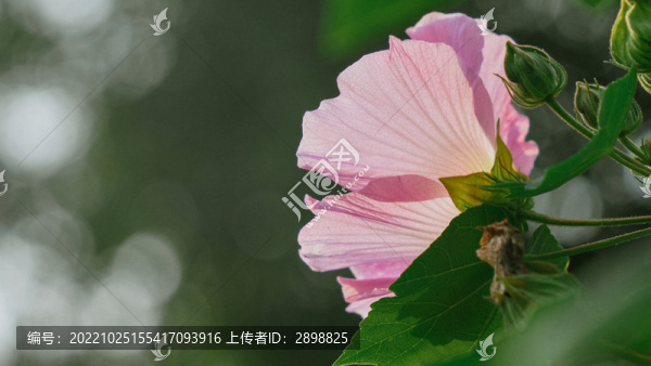 粉色的木芙蓉