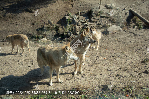狼-匯圖網(wǎng) www.fosd68.com 狼